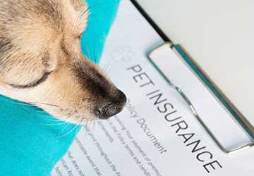 How to Get Insurance Protection for a New Dog