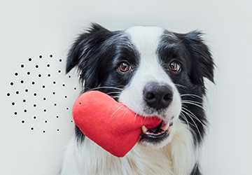 Only and Comprehensive Pet Insurance